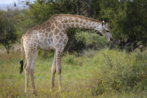 South African giraffe or Cape giraffe (Giraffa camelopardalis giraffa) feeding. North West Province. South Africa