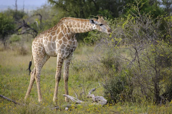 South African giraffe or Cape giraffe (Giraffa camelopardalis giraffa) feeding. North West Province. South Africa