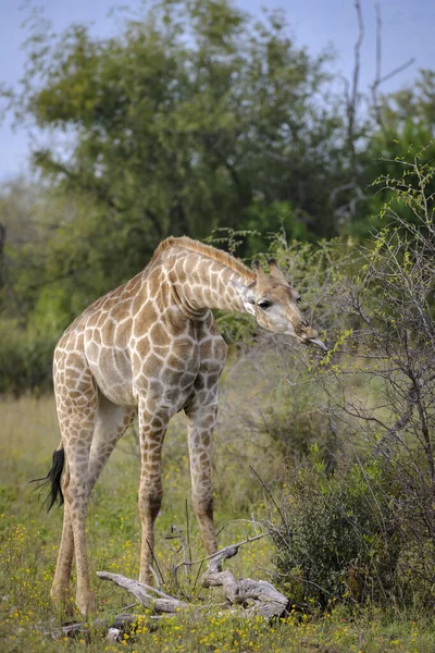 South African giraffe or Cape giraffe (Giraffa camelopardalis giraffa) feeding. North West Province. South Africa