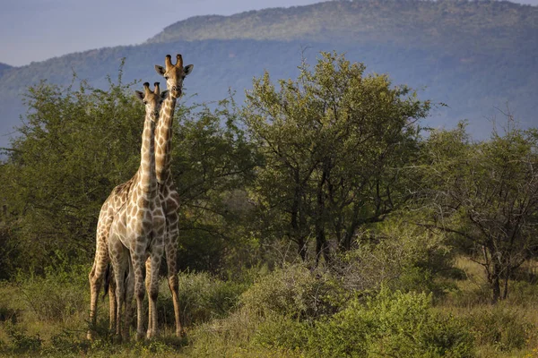 Girafe Sud Africaine Girafe Cap Giraffa Camelopardalis Giraffa Province Nord — Photo