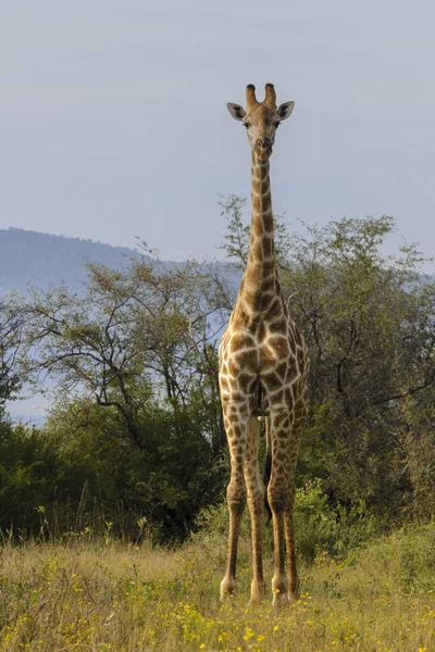 Žirafa Jižní Afriky Nebo Žirafa Kapská Žirafa Camelopardalis Severozápadní Provincie — Stock fotografie
