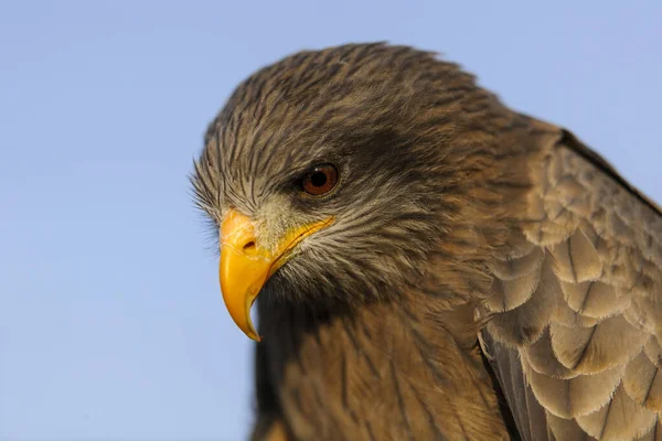 Geelsnavelvlieger Milvus Aegyptius Kwazulu Natal Zuid Afrika — Stockfoto