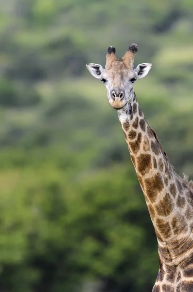 Sydafrikansk Giraff Eller Kapgiraff Giraffa Camelopardalis Giraffa Kwazulu Natal Sydafrika — Stockfoto