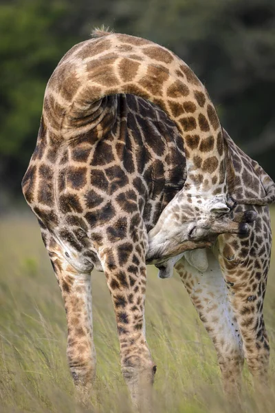 Güney Afrika zürafası ya da zürafası (Zürafa camelopardalis zürafa) kendi kendini tımar ediyor. Güney Afrika