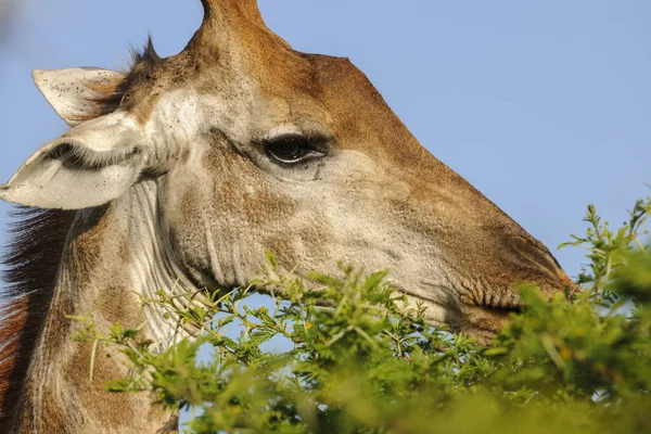 South African giraffe or Cape giraffe (Giraffa camelopardalis giraffa) feeding. KwaZulu Natal. South Africa