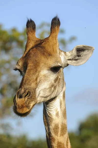 Dél Afrikai Zsiráf Vagy Foki Zsiráf Giraffa Camelopardalis Giraffa Kwazulu — Stock Fotó