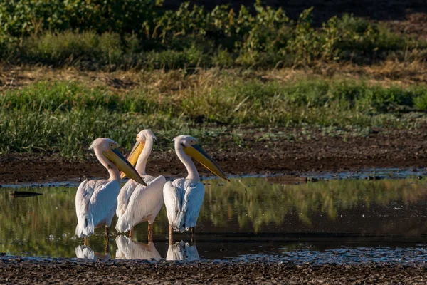 Wielki Biały Pelikan Pelecanus Onocrotalus Przy Wodopoju Znany Również Jako — Zdjęcie stockowe