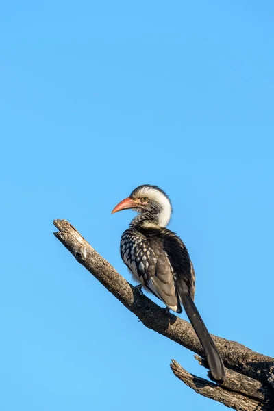 Southern Red Billed Hornbill Tockus Rufirostris Perched Branch Botswana — Stock Photo, Image