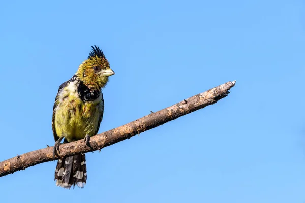 Crested Barbet Trachyphonus Vaillantii Perched Branch Botswana — Stock Photo, Image