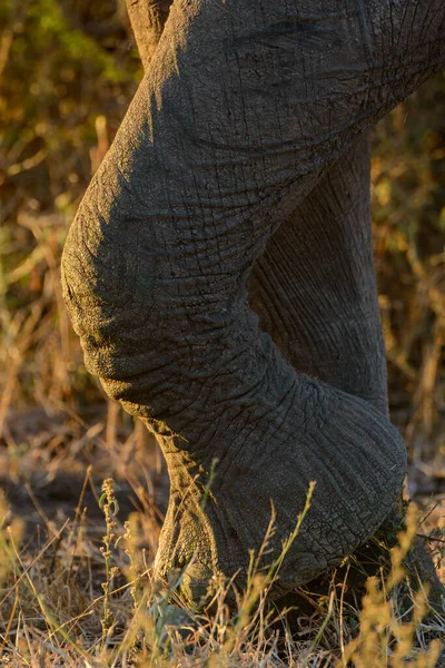 African Bush Elephant Loxodonta Africana Also Known African Savanna Elephant — Stock Photo, Image