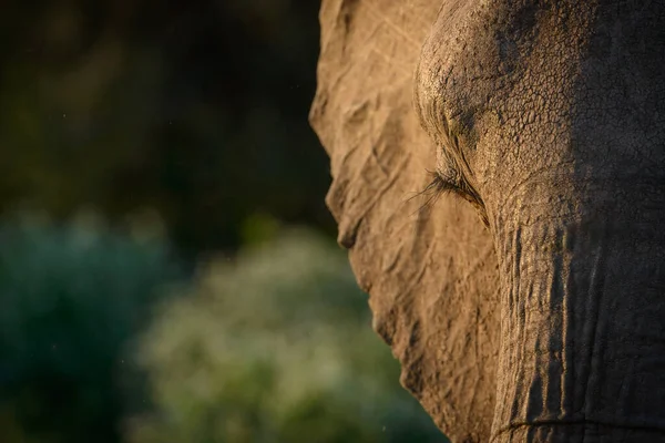 Afrikanischer Buschelefant Loxodonta Africana Auch Als Afrikanischer Savannenelefant Oder Afrikanischer — Stockfoto