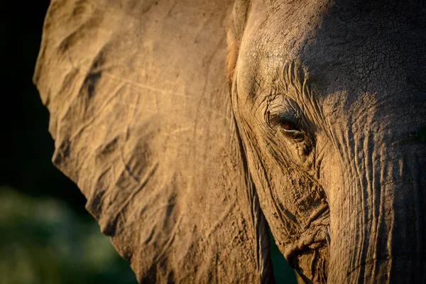 Elefante Africano Monte Loxodonta Africana También Conocido Como Elefante Africano — Foto de Stock