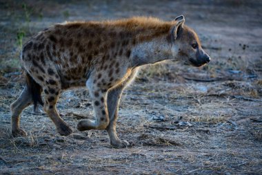 Benekli sırtlan (Crocuta crocuta), aynı zamanda gülen sırtlan olarak da bilinir. Botswana