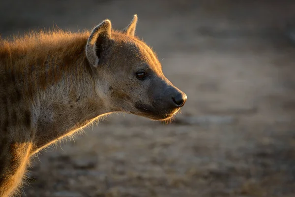 Skvrnitá Hyena Crocuta Crocuta Známá Také Jako Hyena Smíchu Botswana — Stock fotografie