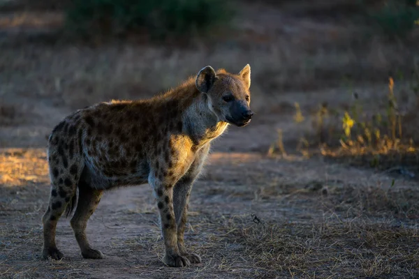 Skvrnitá Hyena Crocuta Crocuta Známá Také Jako Hyena Smíchu Botswana — Stock fotografie