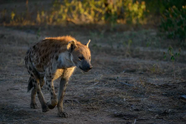 Skvrnitá Hyena Crocuta Crocuta Známá Také Jako Hyena Smíchu Botswana — Stock fotografie