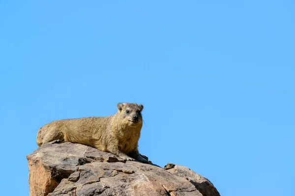 Rock Dassie Veya Hyrax Procavia Capensis Bir Kayanın Üzerinde Güneşlenirler — Stok fotoğraf