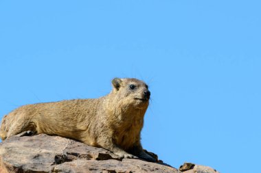 Rock Dassie veya Hyrax (Procavia capensis) bir kayanın üzerinde güneşlenirler. Botswana