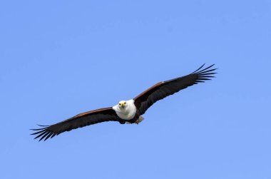 Afrika balık kartalı (Haliaeetus vocifer) uçuyor. Botswana