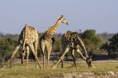 Güney Afrika zürafası ya da zürafa (Zürafa camelopardalis zürafa) toprak mineralleriyle beslenir. Botswana