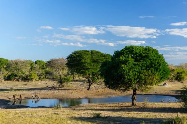 Waterbuck (Kobus ellipsiprymnus) Tembe Fil Parkı 'ndaki Mahlesela Pan' da içiyor. KwaZulu Natal. Güney Afrika