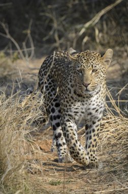 Leopar (Panthera pardus). Mpumlanga 'da. Güney Afrika