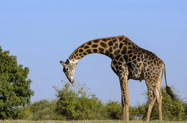 Žirafa Jižní Afriky Nebo Žirafa Kapská Žirafa Camelopardalis Botswana — Stock fotografie