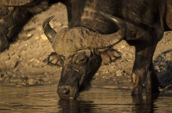 Afrikanischer Büffel Oder Kapbüffel Syncerus Caffer Trinkt Portrait Botsuana — Stockfoto