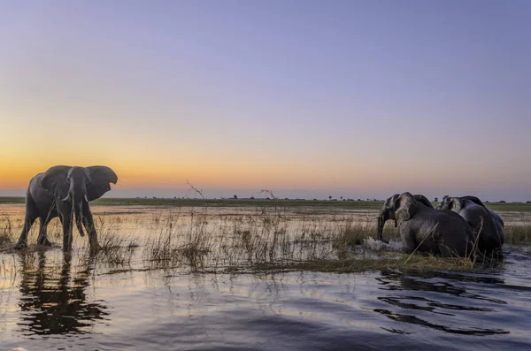 아프리카 코끼리 Loxodonta Africana 아프리카 사바나 코끼리 초베강을 건너는 아프리카 — 스톡 사진