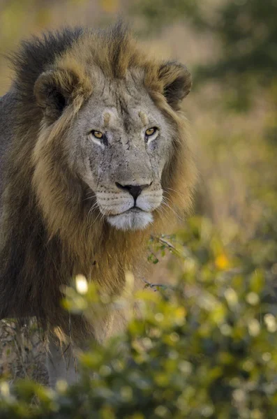 Lew Panthera Leo Kwazulu Natal Republika Południowej Afryki — Zdjęcie stockowe