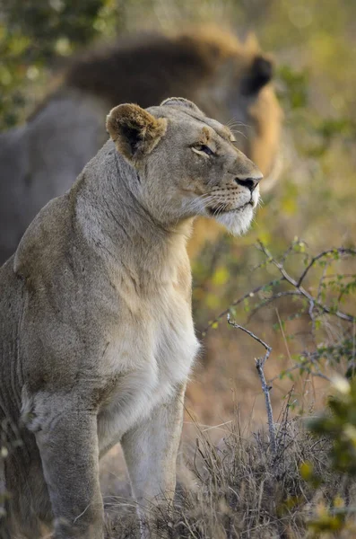 Lew Panthera Leo Kwazulu Natal Republika Południowej Afryki — Zdjęcie stockowe