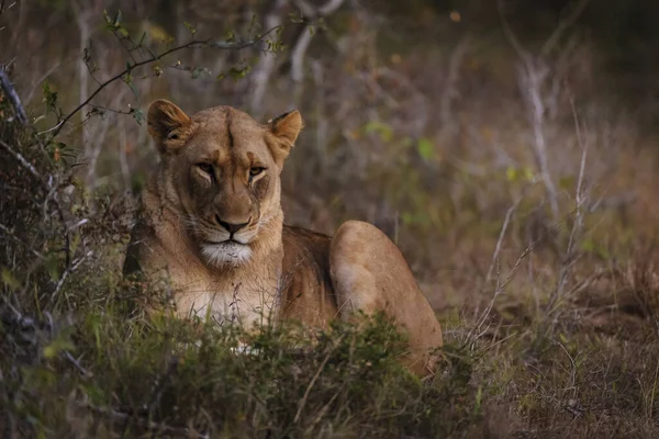Leone Panthera Leo Notte Kwazulu Natal Sudafrica — Foto Stock