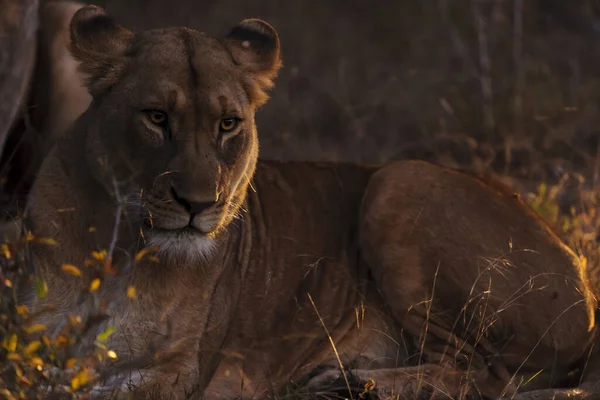 Lion Panthera Leo Night Kwazulu Natal South Africa — Stock Photo, Image