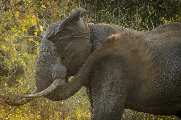 Afrikanischer Buschelefant Loxodonta Africana Alias Afrikanischer Savannenelefant Oder Afrikanischer Elefant — Stockfoto