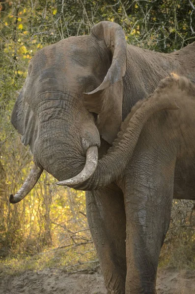 Afrikanischer Buschelefant Loxodonta Africana Alias Afrikanischer Savannenelefant Oder Afrikanischer Elefant — Stockfoto