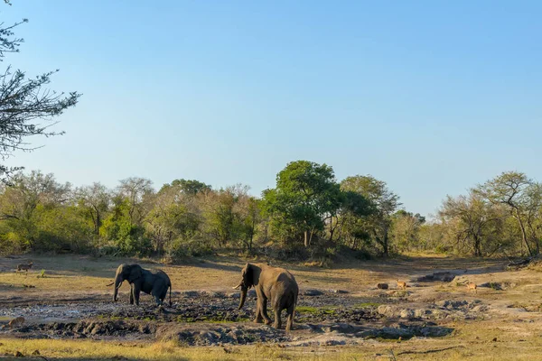 아프리카의 코끼리 아프리카 사바나 코끼리 Loxodonta Africana 지대의 Tragelaphus Angasii — 스톡 사진