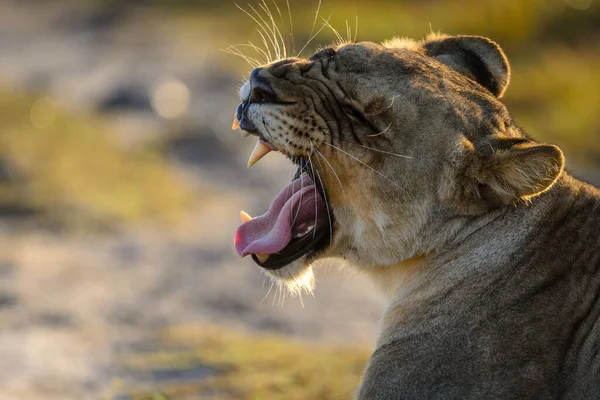 León Panthera Leo Bostezando Kwazulu Natal Sudafrica — Foto de Stock