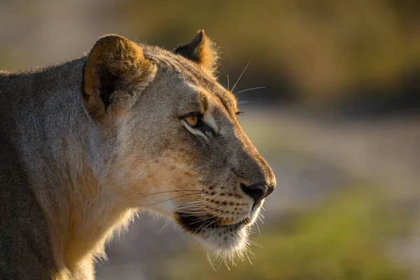 Lew Panthera Leo Kwazulu Natal Republika Południowej Afryki — Zdjęcie stockowe