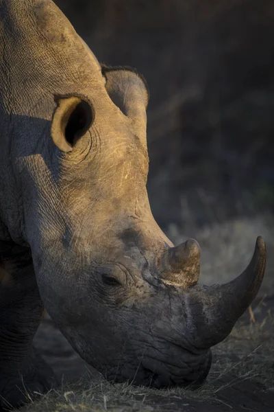 Breitmaulnashorn Oder Spitzmaulnashorn Ceratotherium Simum Nordwestprovinz Südafrika — Stockfoto