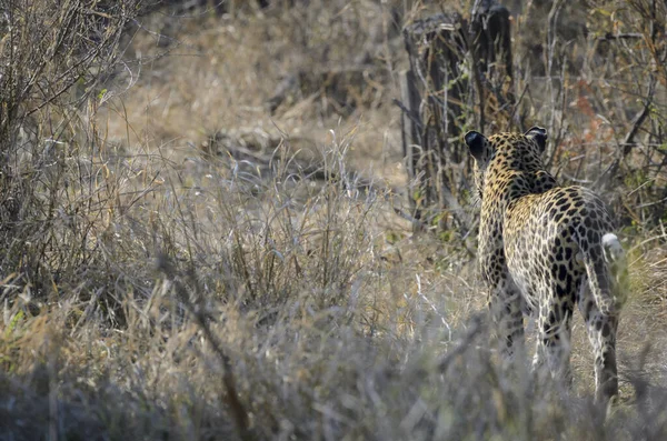 Leopard Panthera Pardus Jag Heter Mpumlanga Sydafrika — Stockfoto