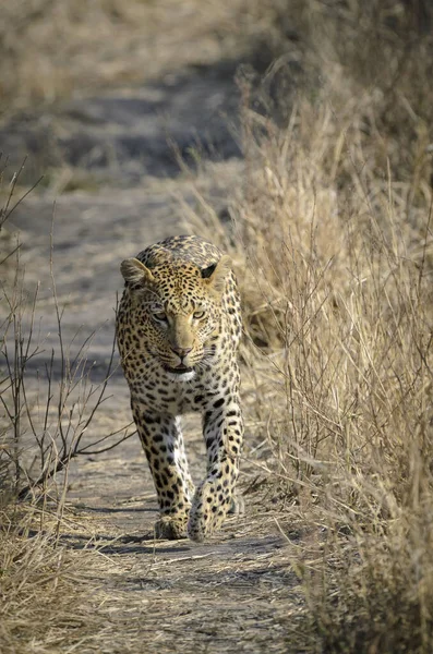 Panthera Pardus ムプムランガ 南アフリカ — ストック写真