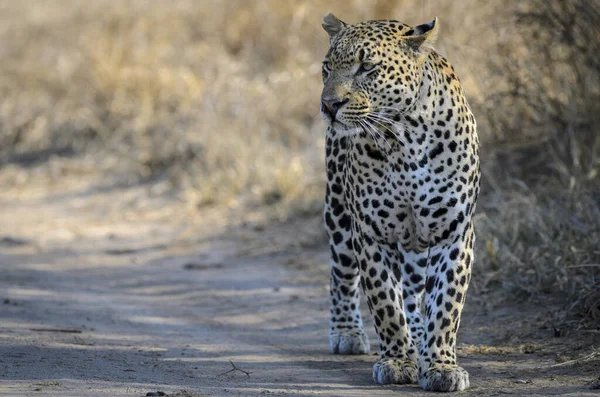 Leopard Panthera Pardus Jag Heter Mpumlanga Sydafrika — Stockfoto