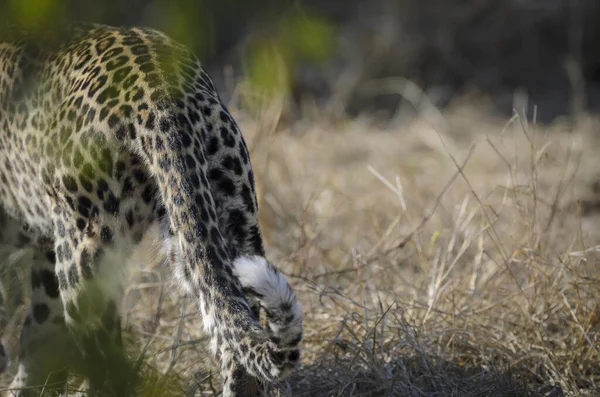 Leopardo Panthera Pardus Mpumlanga Sudafrica — Foto de Stock