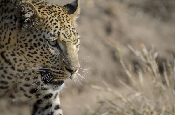 Leopard Panthera Pardus Jag Heter Mpumlanga Sydafrika — Stockfoto