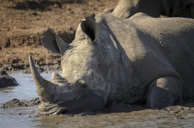 Beyaz gergedan ya da kare dudaklı gergedan ya da gergedan (Ceratotherium simum) bir su birikintisinde debelenir. KwaZulu Natal. Güney Afrika