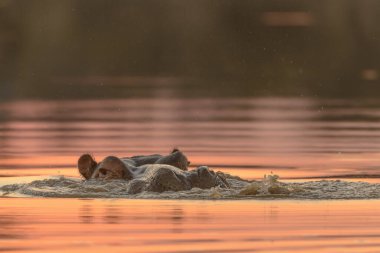 Su aygırı (Hippopotamus amfibi) ya da su aygırı. Güney Afrika