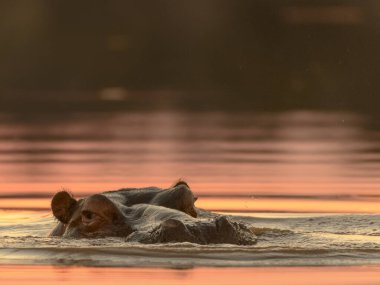 Su aygırı (Hippopotamus amfibi) ya da su aygırı. Güney Afrika