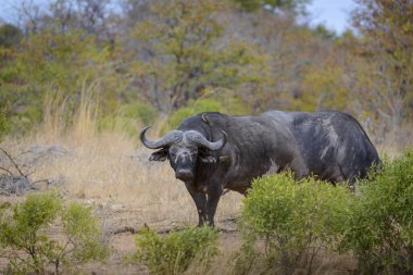 Afrika bufalosu veya Cape Buffalo (Syncerus caffer) sürü içme. Güney Afrika