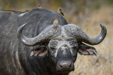 Afrika bufalosu (Syncerus caffer) ve kırmızı gagalı öküzkakan (Buphagus erythrorhynchus). Limpopo Eyaleti. Güney Afrika