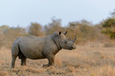 Beyaz gergedan veya kare dudaklı gergedan veya gergedan (Ceratotherium simum). Limpopo Eyaleti. Güney Afrika